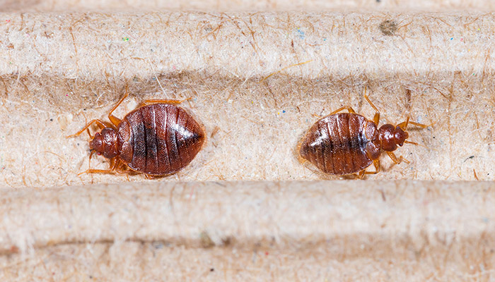 Comment éviter l'infestation des punaises de lit : conseils simples et efficaces