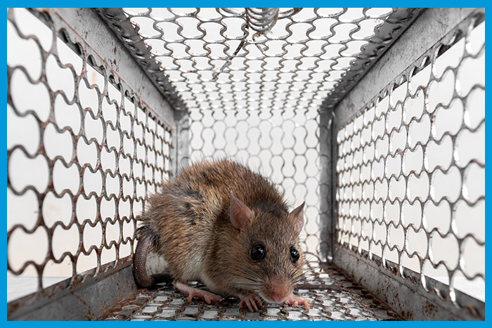 Rat capturé à l'intérieur d'une cage piège