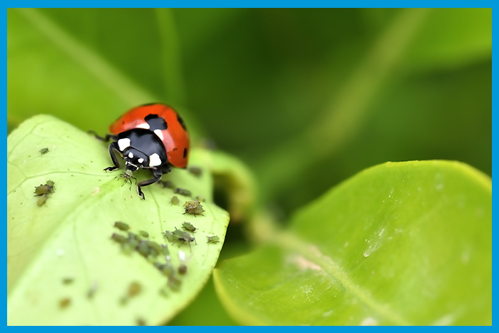 Coccinelle, prédateur naturel des pucerons