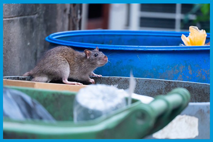 Rat fouillant les poubelles à la recherche de nourriture