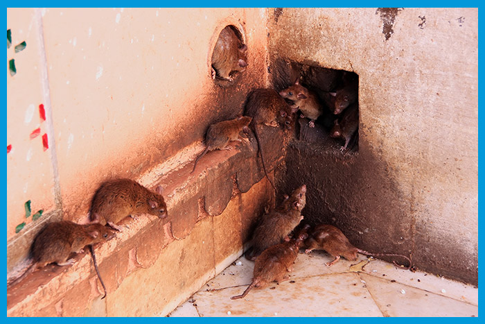 Rat s'introduisant dans une maison par le réseau de canalisations