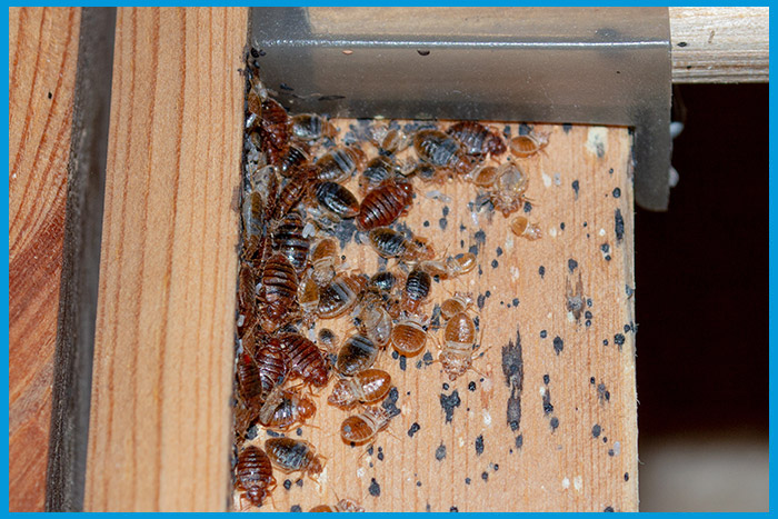 Infestation de punaises de lit visible sur un bureau