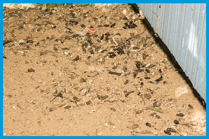 Sol contaminé par des excréments de rats