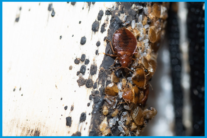Infestation de punaises de lit et œufs visibles sur les plinthes