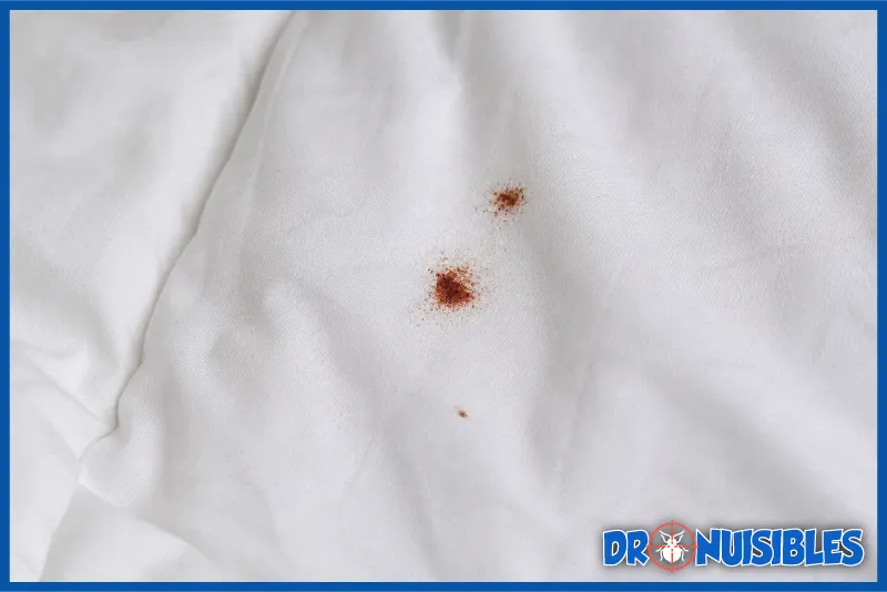 traces de sang sur drap blanc présence de punaises de lit