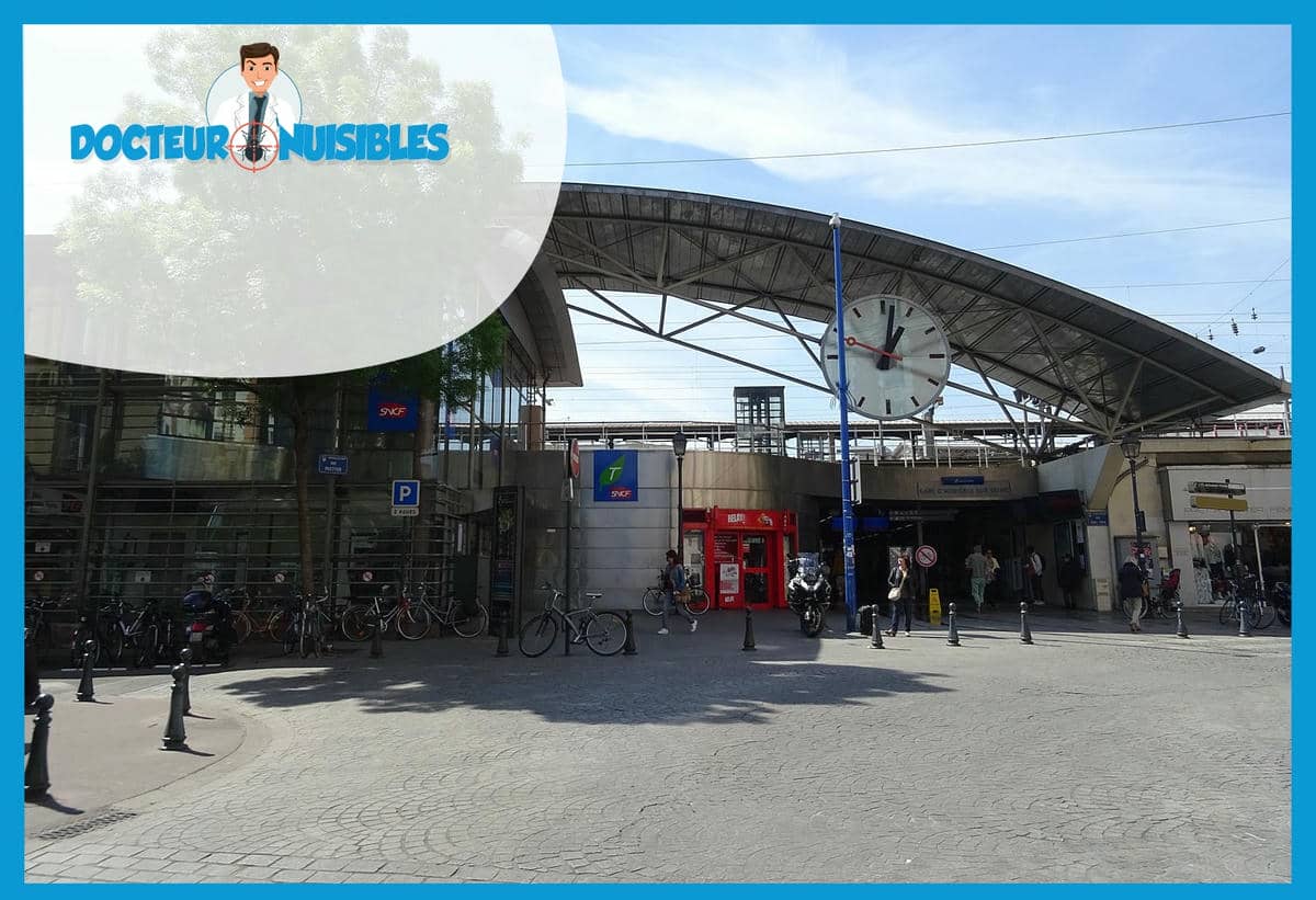 Désinsectisation à Asnières sur Seine - Puces, Guêpes…