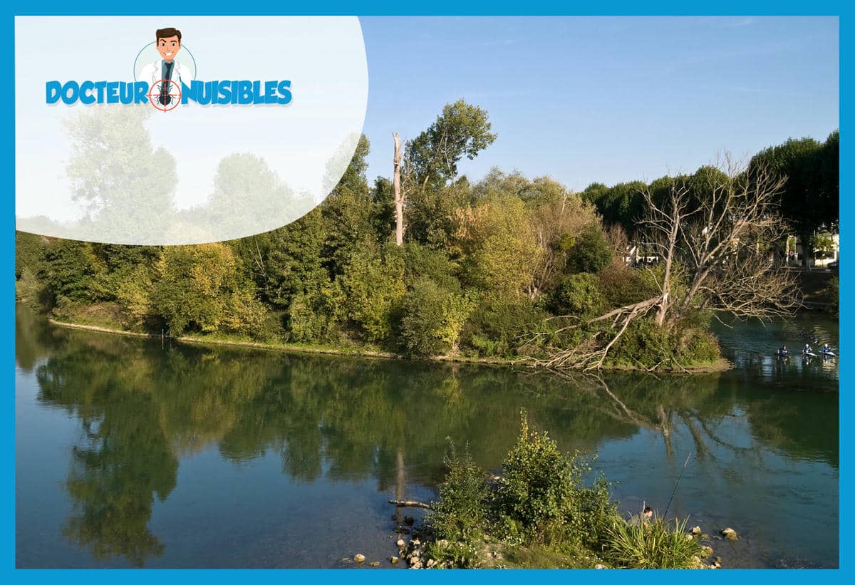 Punaises de lit à Chelles