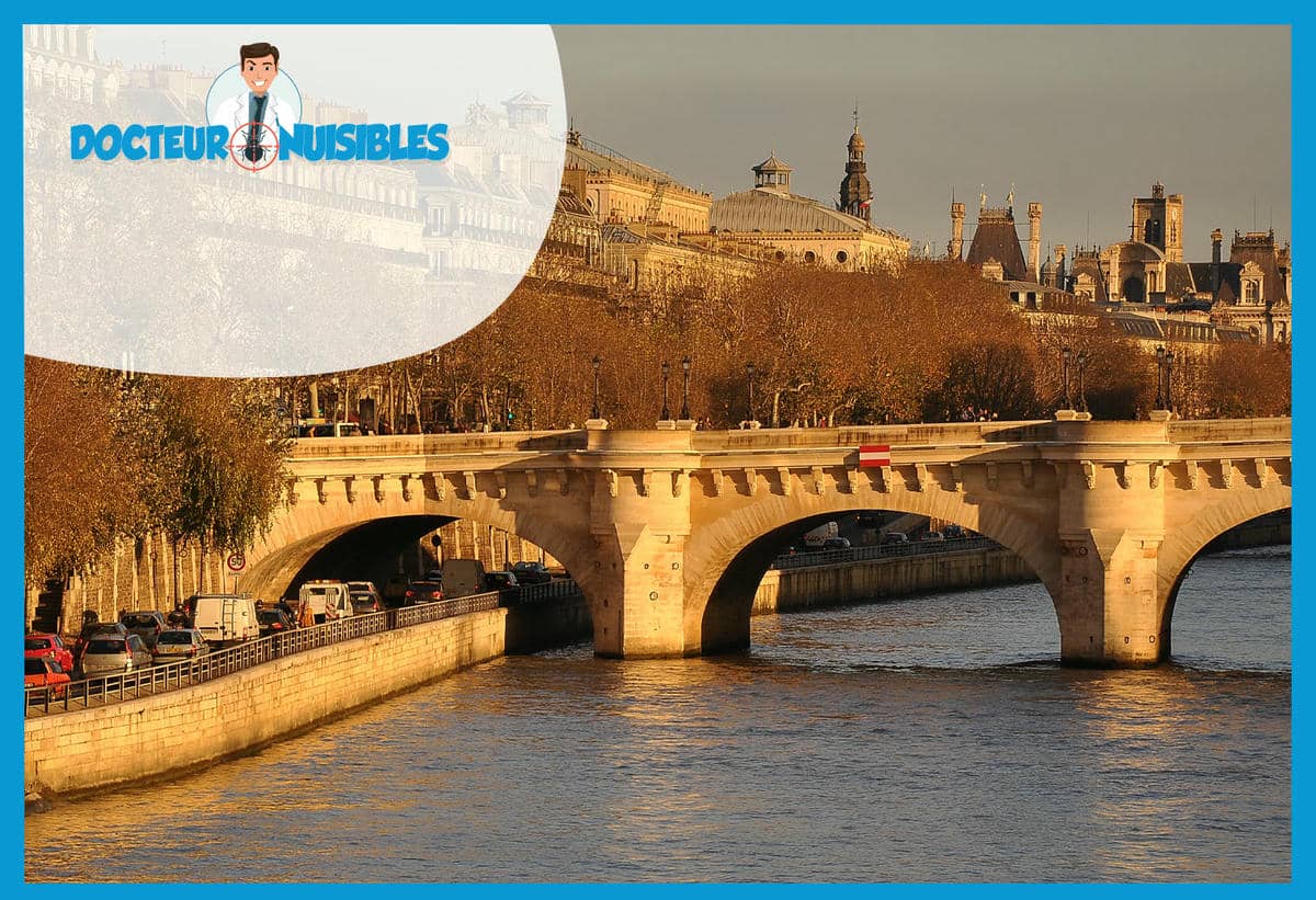 Dératisation à Paris 1 - Rats, Mulots, Souris…