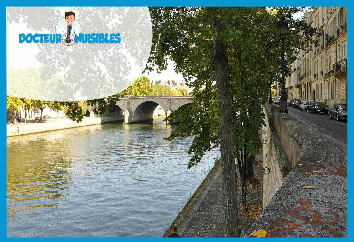 Punaises de lit à Paris 4